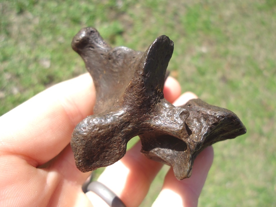 Large image 2 Quality Sloth Cervical Vertebra