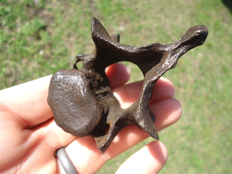 Large image 3 Quality Sloth Cervical Vertebra