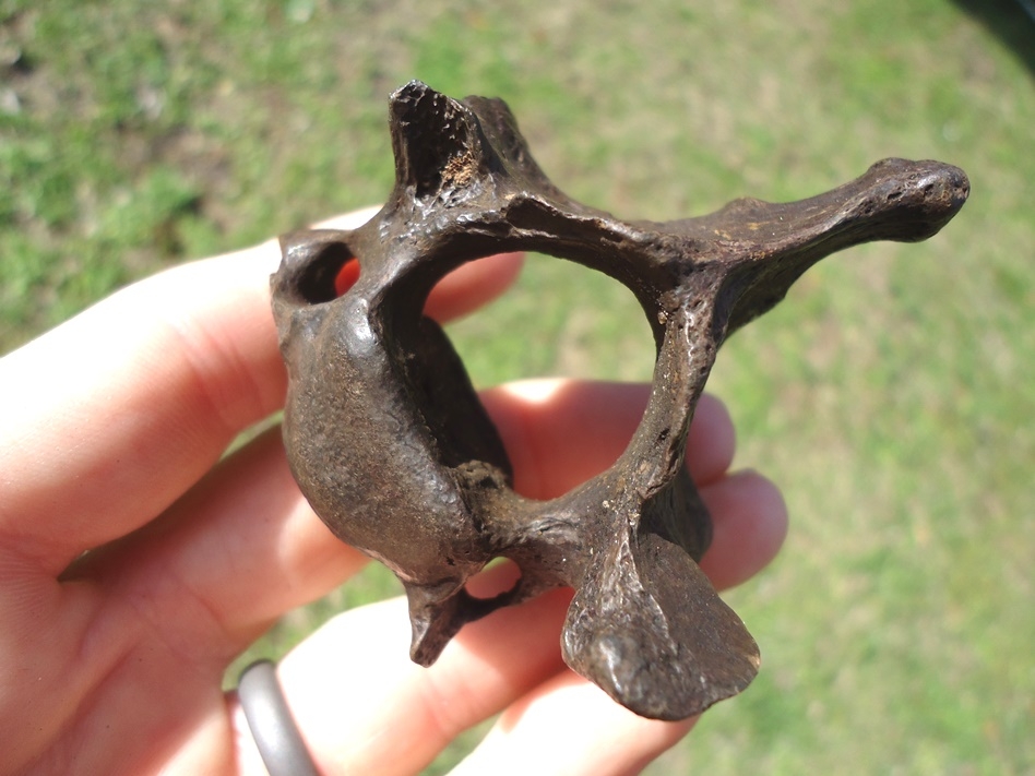 Large image 4 Quality Sloth Cervical Vertebra