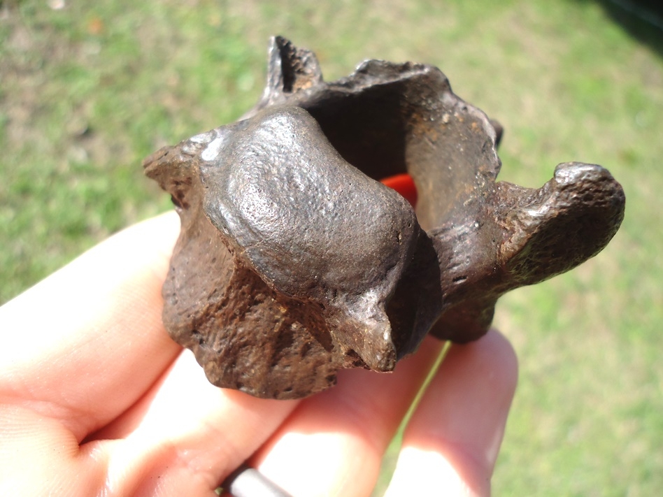 Large image 5 Quality Sloth Cervical Vertebra