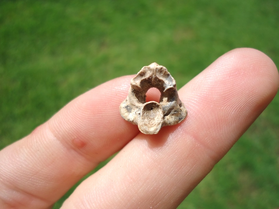 Large image 1 Amphibian Axis Vertebra