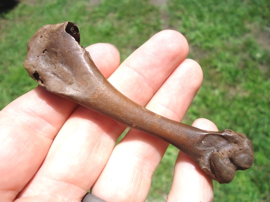 Large image 1 Greater Prairie Chicken Humerus