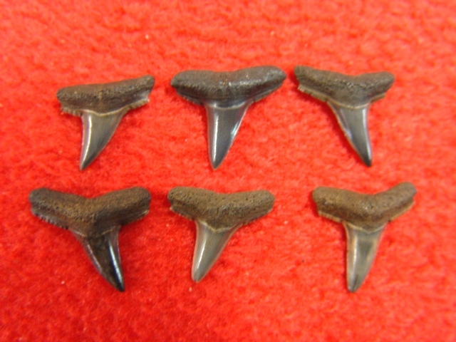 Large image 1 Collection of Lemon Shark Teeth