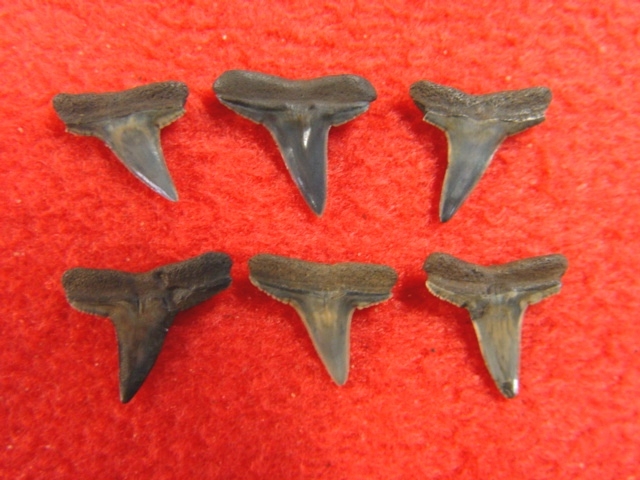 Large image 2 Collection of Lemon Shark Teeth