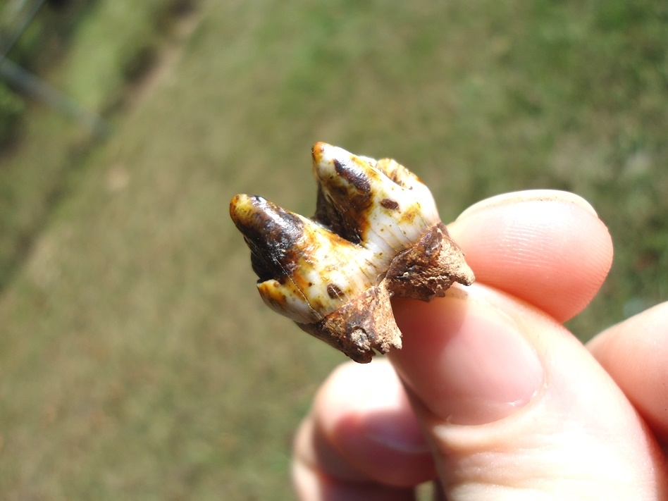 Large image 2 Highly Colorful Peccary Molar