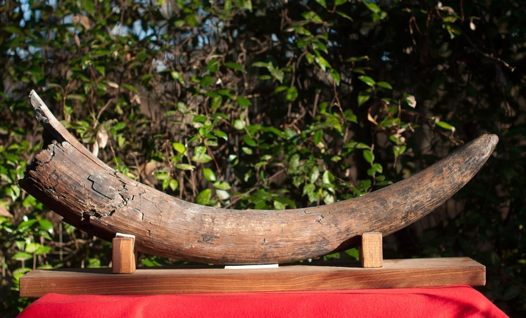 Large image 1 Large Florida Mastodon Tusk