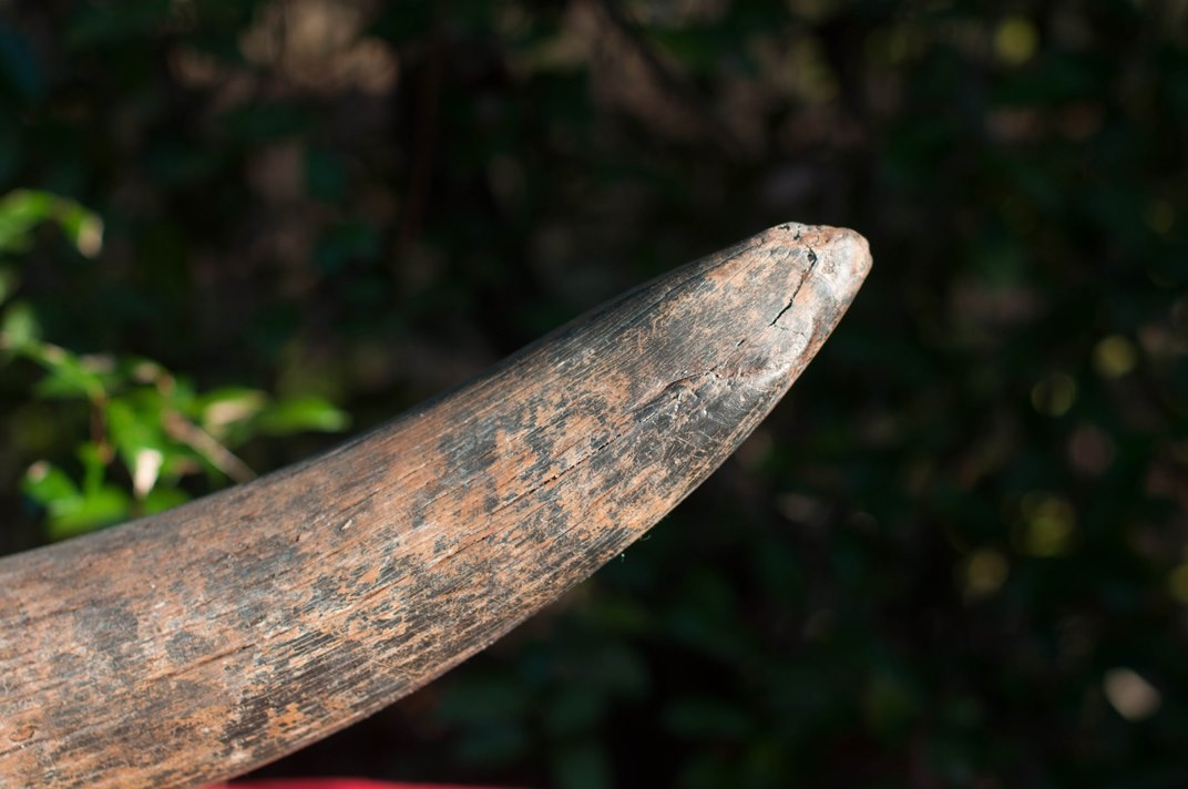 Large image 2 Large Florida Mastodon Tusk