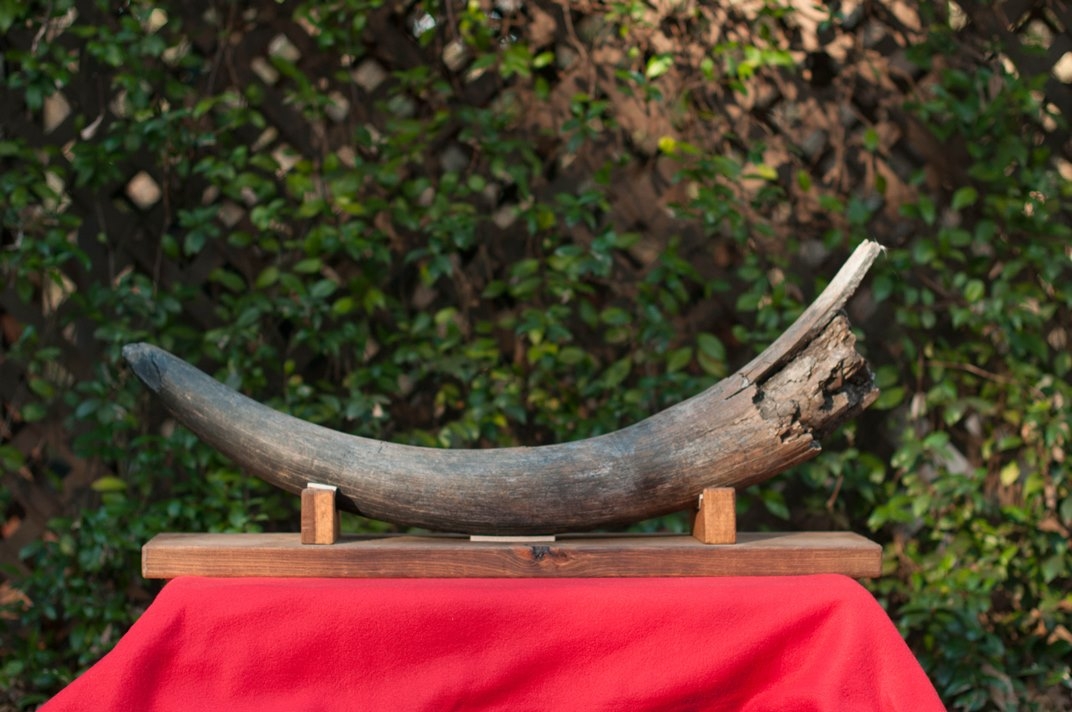 Large image 3 Large Florida Mastodon Tusk