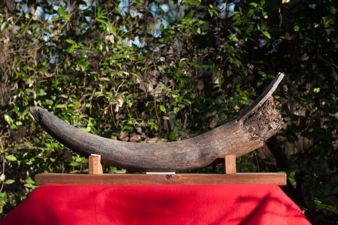 Large image 4 Large Florida Mastodon Tusk