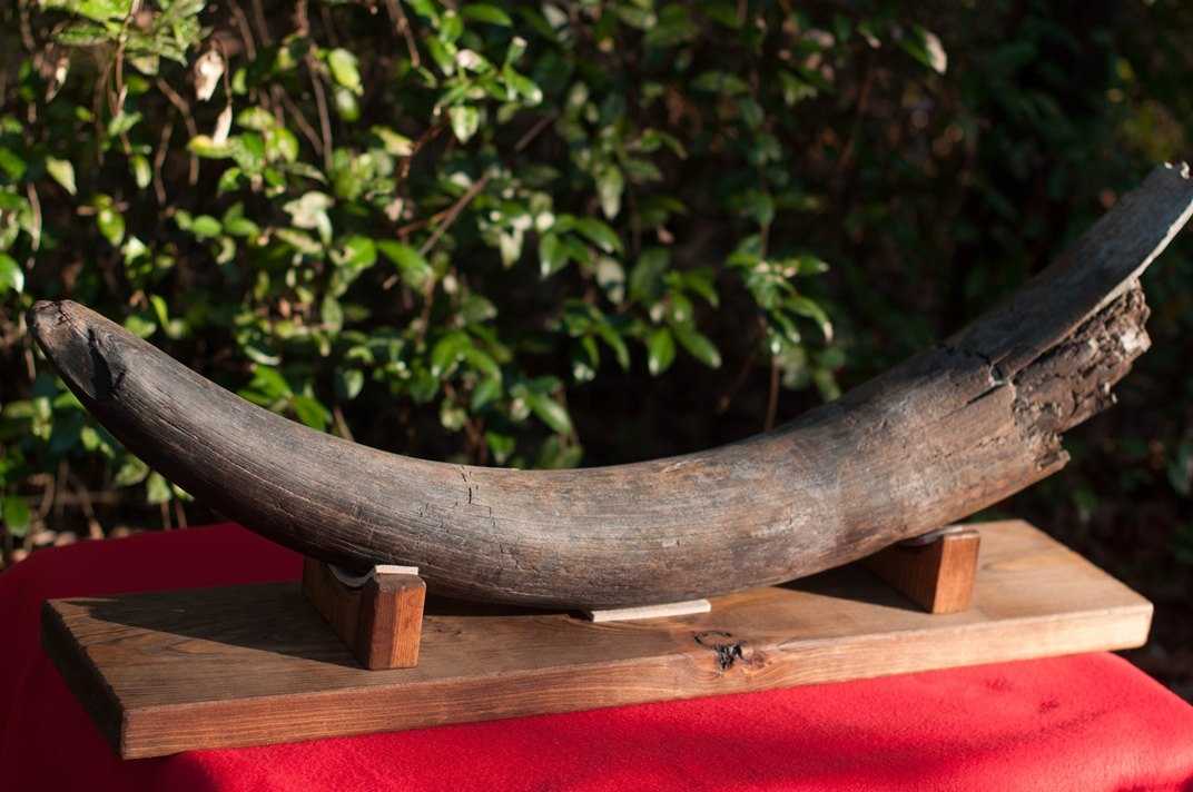 Large image 5 Large Florida Mastodon Tusk