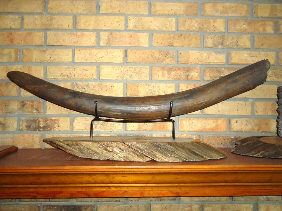 Large image 5 Awesome Mammoth Tusk