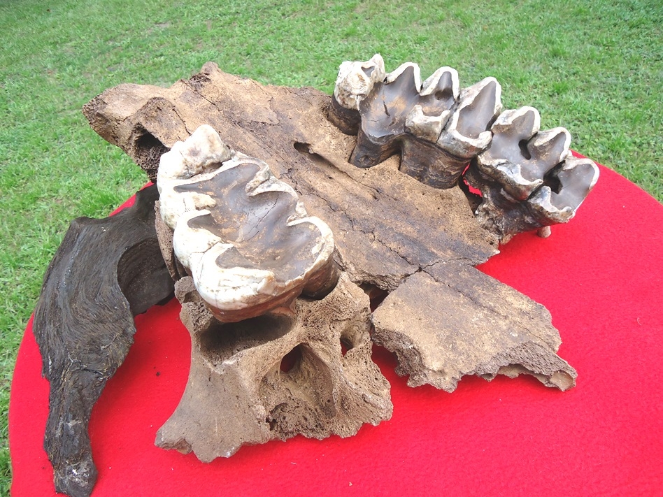 Large image 1 Huge Mastodon Palate with Three Teeth