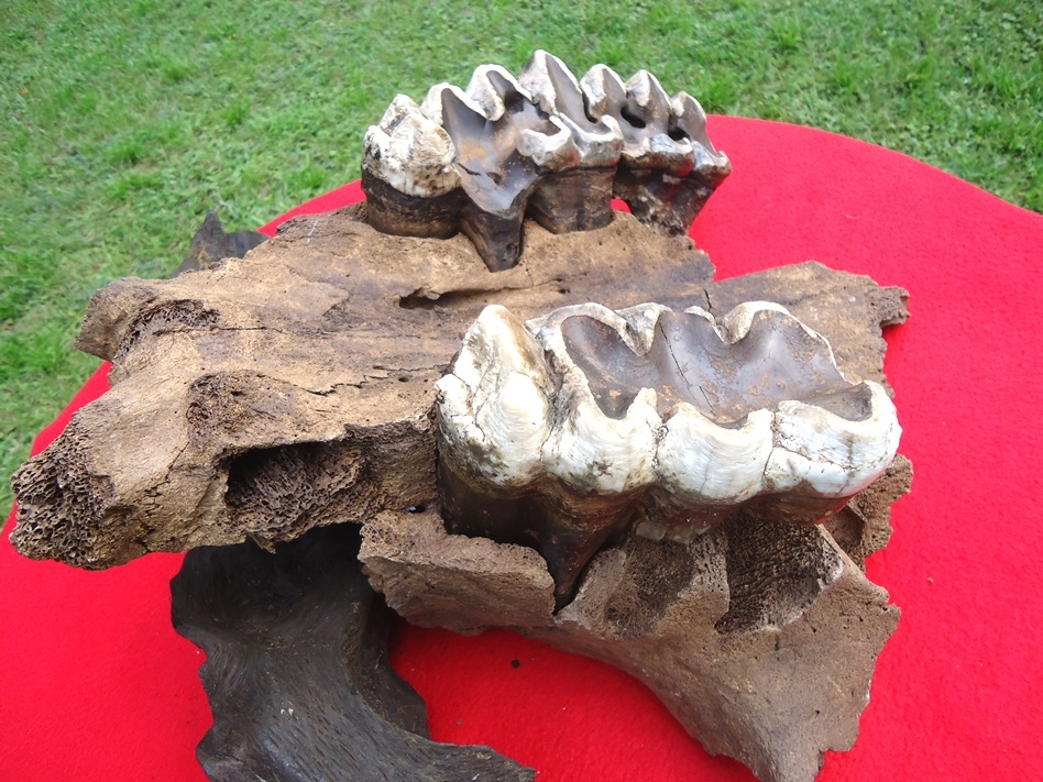 Large image 2 Huge Mastodon Palate with Three Teeth