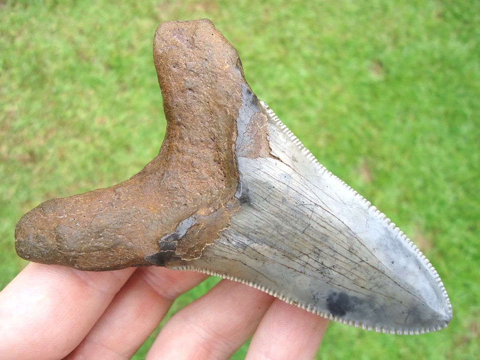 Large image 1 Huge 3.63' Auriculatus Shark Tooth