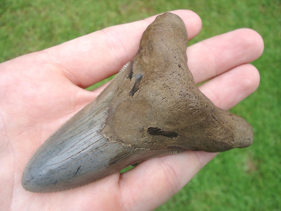 Large image 2 Huge 3.63' Auriculatus Shark Tooth