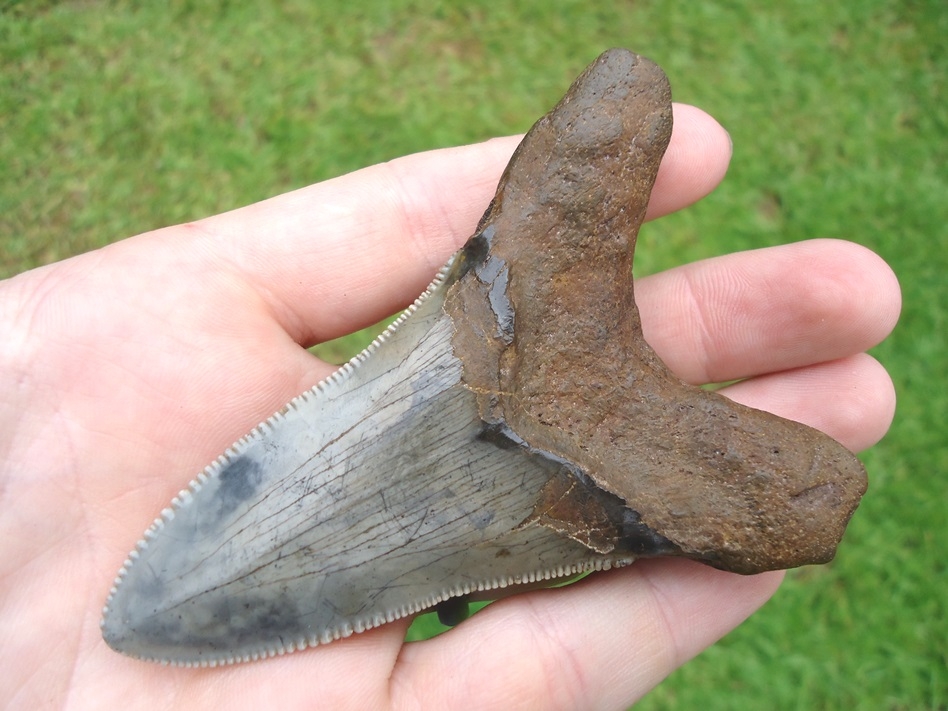 Large image 3 Huge 3.63' Auriculatus Shark Tooth