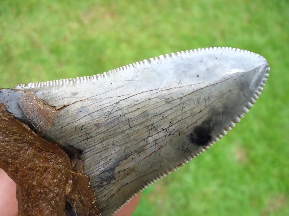 Large image 4 Huge 3.63' Auriculatus Shark Tooth