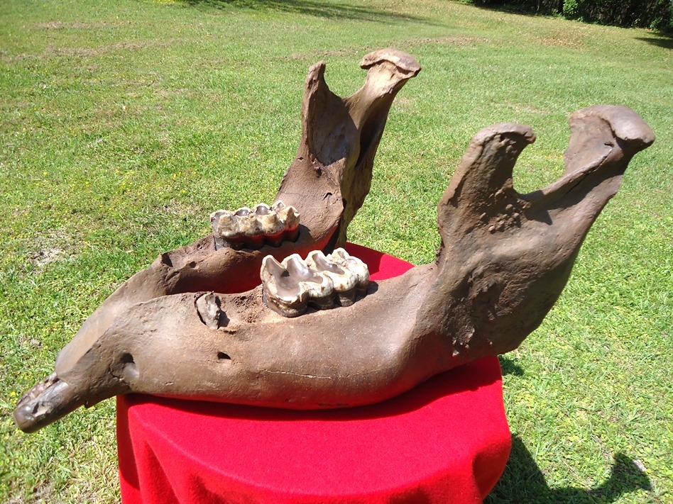 Large image 1 Incredible Mastodon Mandible with Lower Tusks