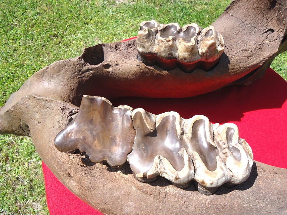 Large image 2 Incredible Mastodon Mandible with Lower Tusks