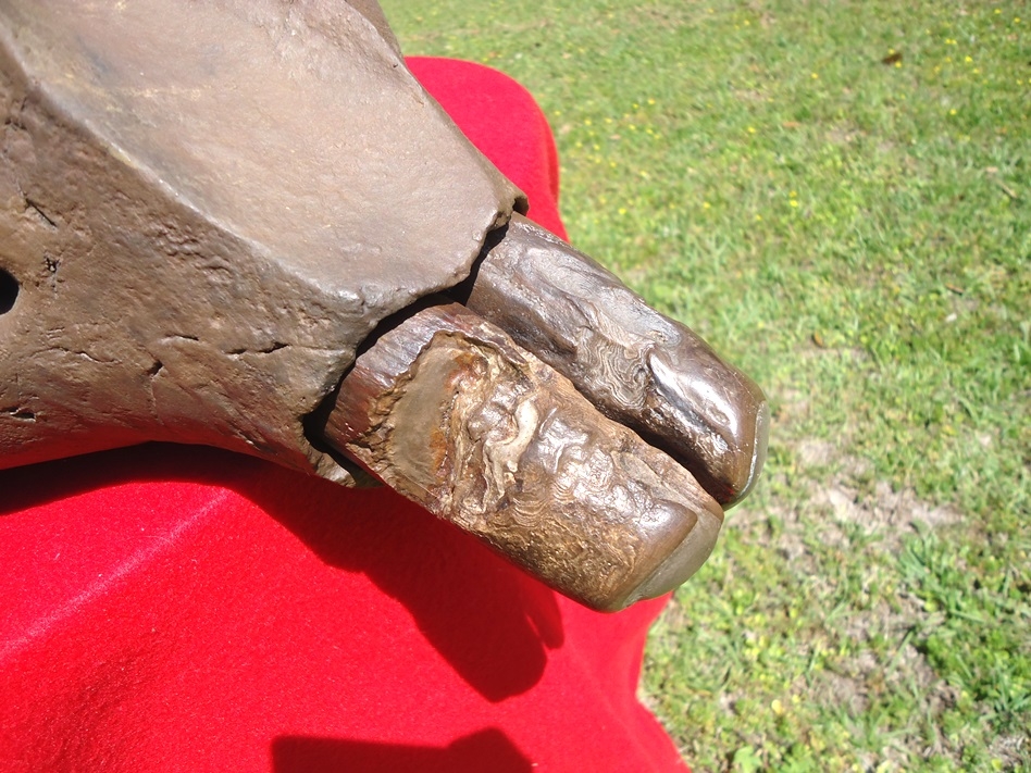 Large image 3 Incredible Mastodon Mandible with Lower Tusks