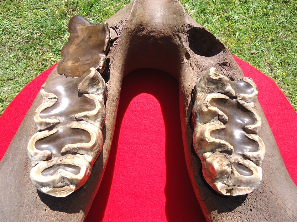 Large image 5 Incredible Mastodon Mandible with Lower Tusks