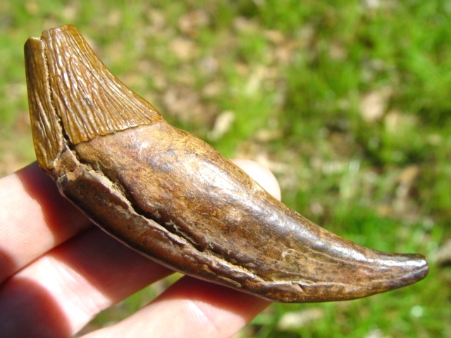 Large image 1 Archaeocete Whale 'Canine'