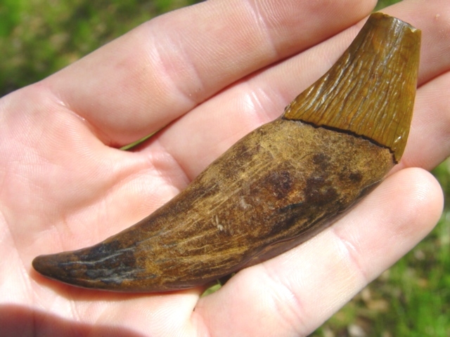 Large image 2 Archaeocete Whale 'Canine'