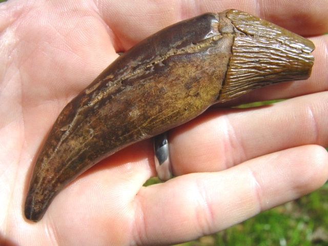 Large image 3 Archaeocete Whale 'Canine'