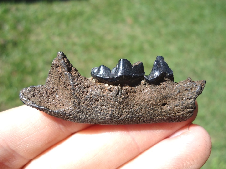 Large image 1 River Otter Mandible with Two Teeth