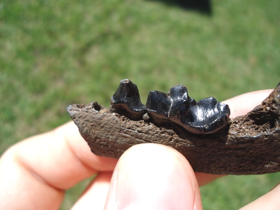 Large image 2 River Otter Mandible with Two Teeth