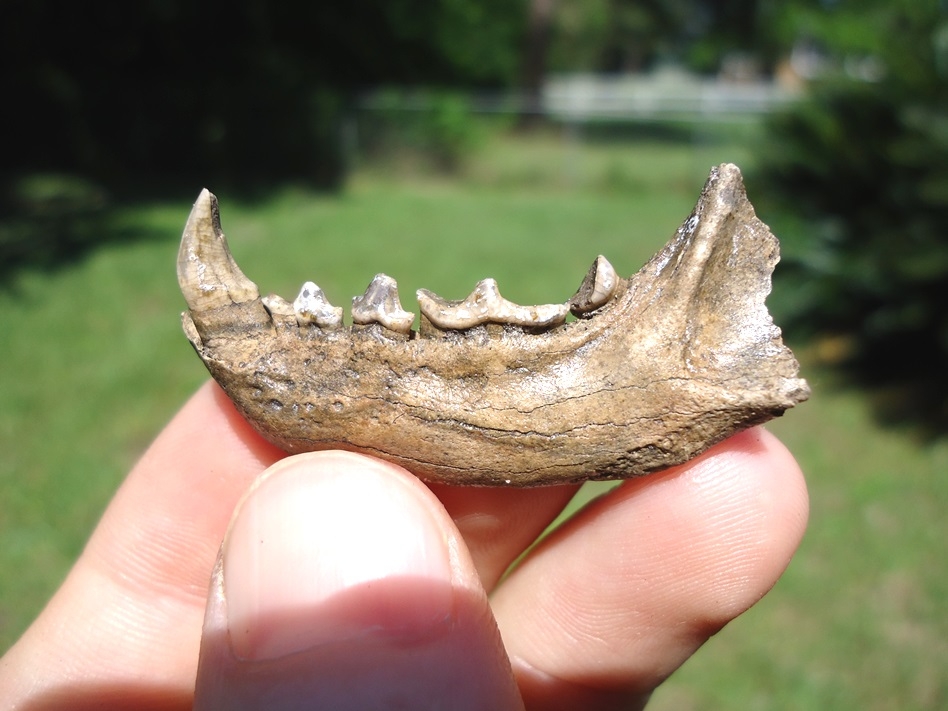 Large image 1 Striped Skunk Mandible with Six Teeth
