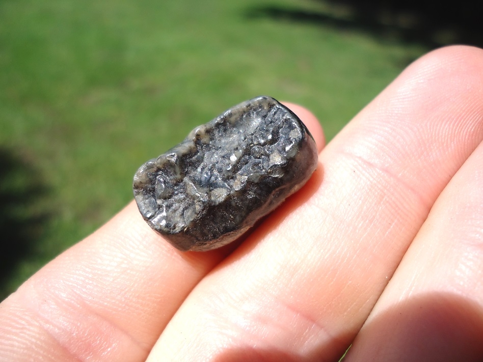 Large image 1 Spectacled Bear Molar