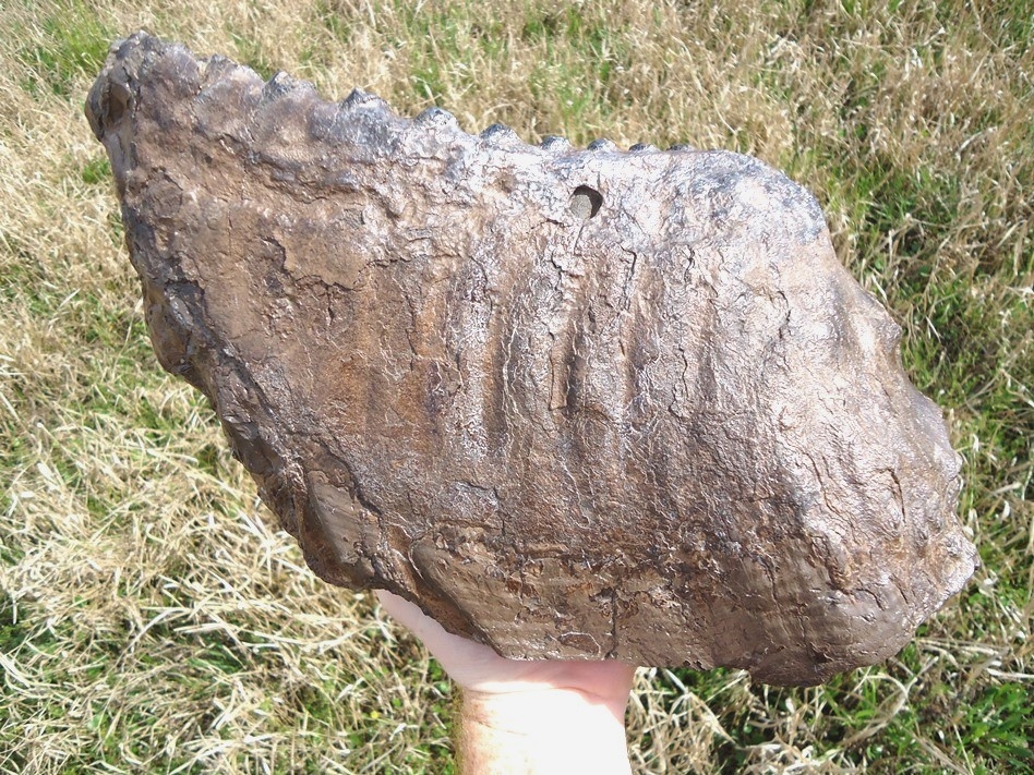Large image 3 World Class 12lb+ Mammoth Tooth