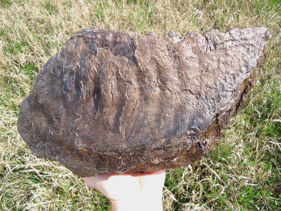 Large image 4 World Class 12lb+ Mammoth Tooth