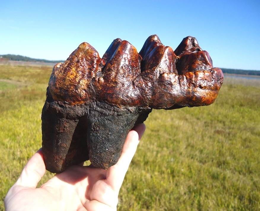 Large image 1 Insane Fiery Red Mastodon Tooth