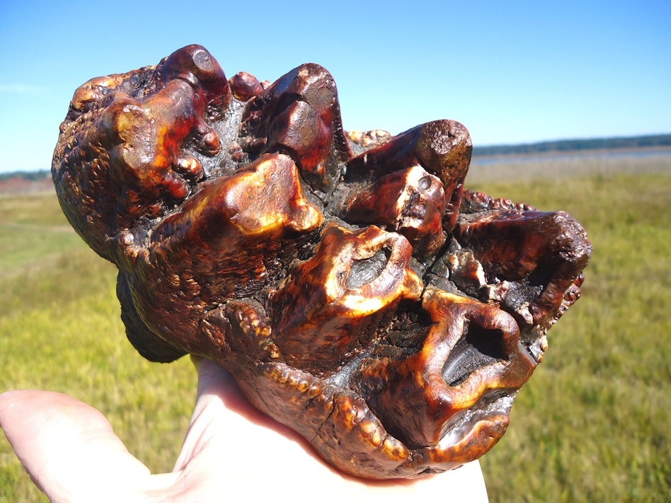 Large image 2 Insane Fiery Red Mastodon Tooth