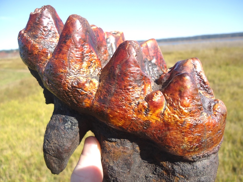 Large image 3 Insane Fiery Red Mastodon Tooth