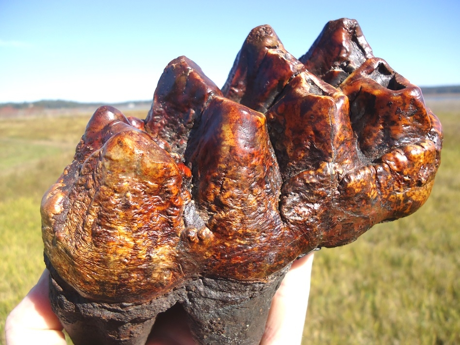 Large image 4 Insane Fiery Red Mastodon Tooth