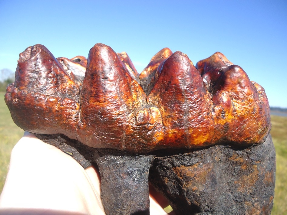 Large image 5 Insane Fiery Red Mastodon Tooth