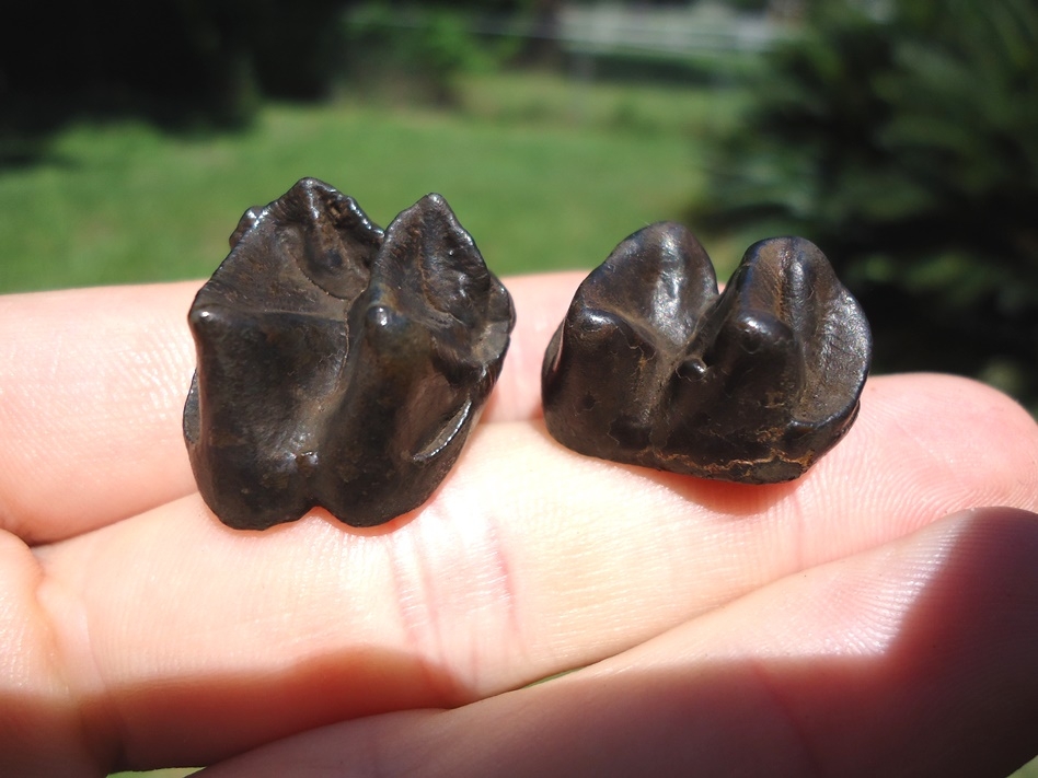 Large image 1 Two Excellent Tapir Molars
