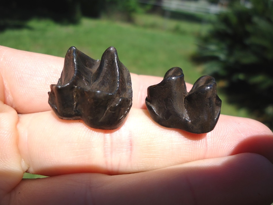 Large image 2 Two Excellent Tapir Molars