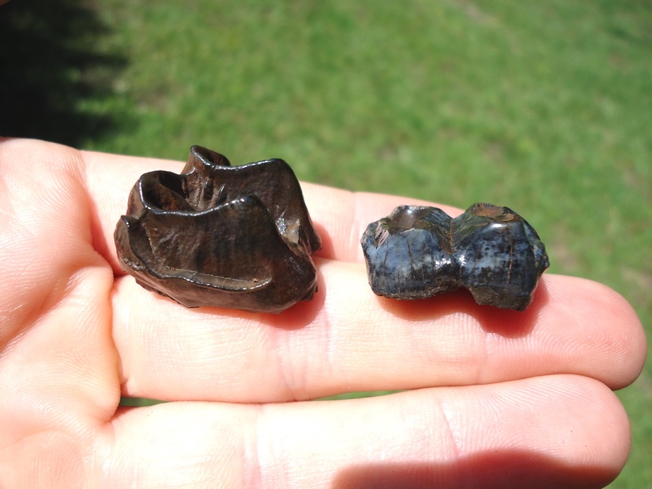 Large image 2 Two Excellent Tapir Molars