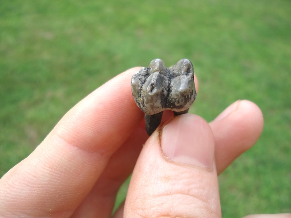 Large image 3 Super Rooted Manatee Tooth