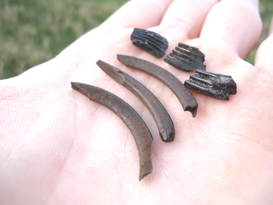 Large image 1 Group of Muskrat Teeth