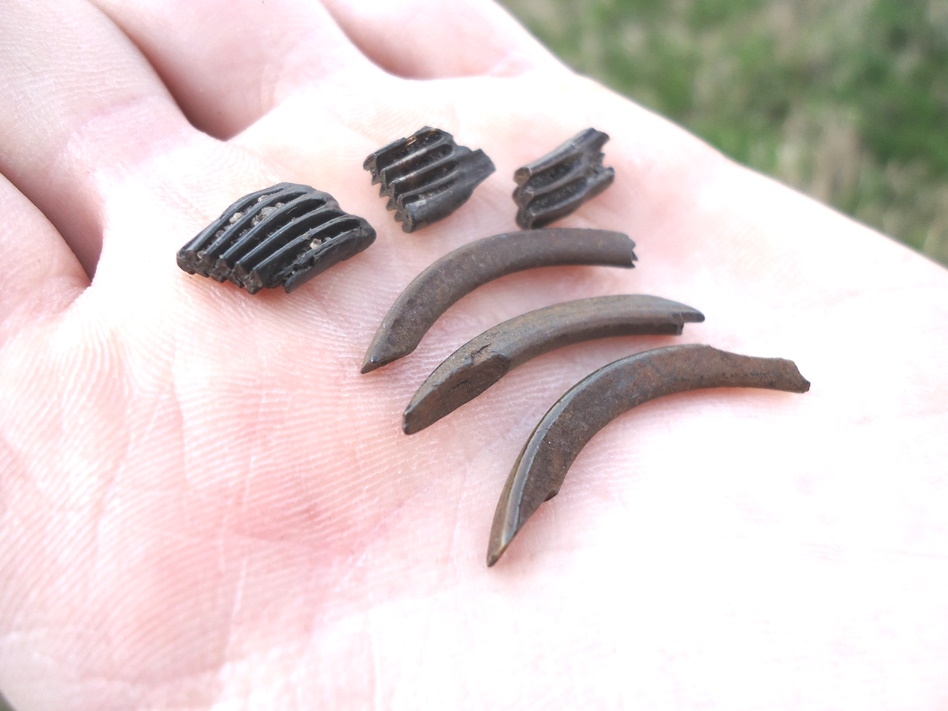 Large image 2 Group of Muskrat Teeth