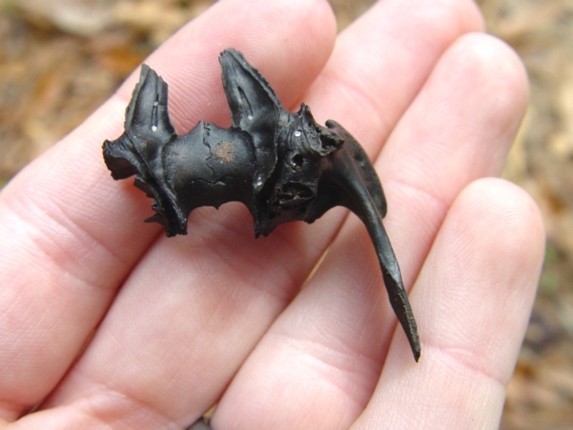 Large image 1 Rabbit Maxilla (Palate)