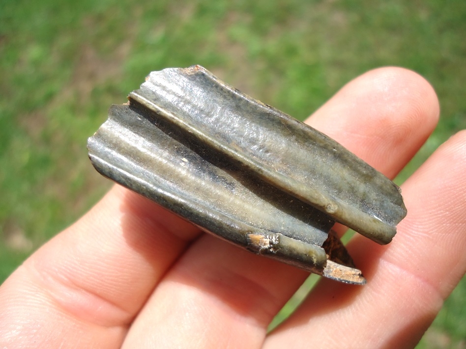 Large image 1 Bargain Priced Pronghorn Tooth