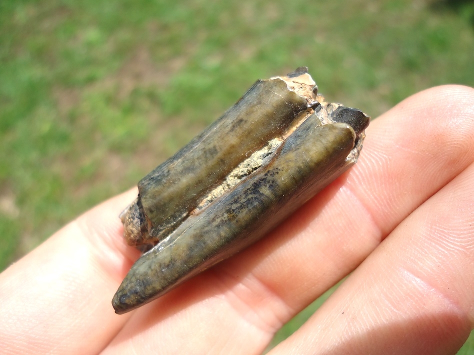 Large image 2 Bargain Priced Pronghorn Tooth