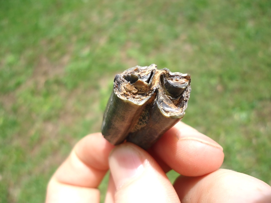 Large image 3 Bargain Priced Pronghorn Tooth