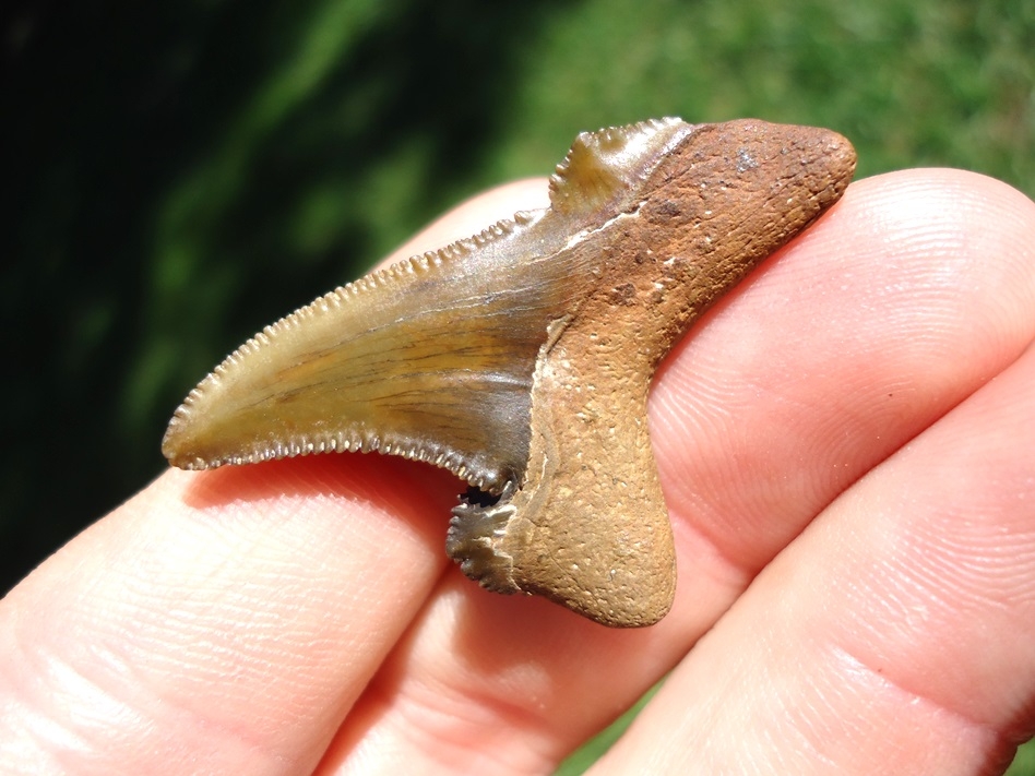 Large image 3 Super Killer Auriculatus Shark Tooth